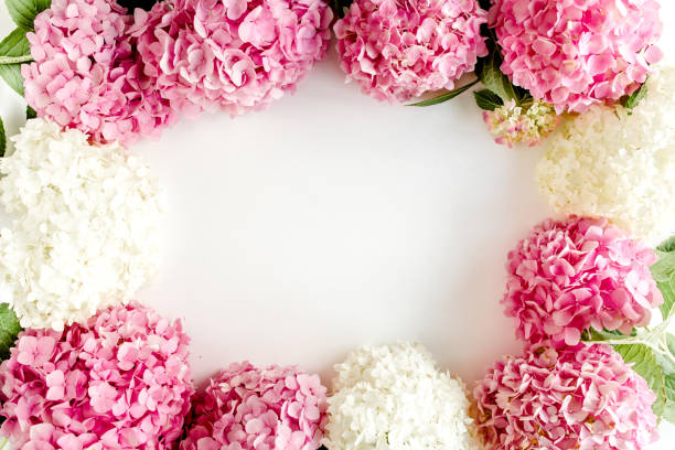 istock Frame of pink hydrangea flowers with space for text on white background. Floral concept. Flat lay, top view 1275683042