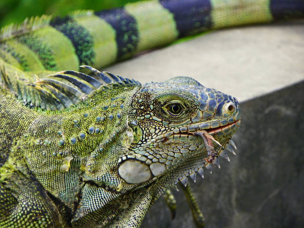 istock Portrait of a Green iguana 1275683136