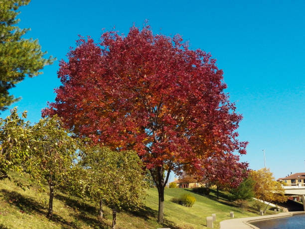 istock Colors of Autumn 1275688413