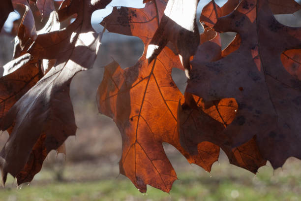 Backlit Brown Leaves stock photo