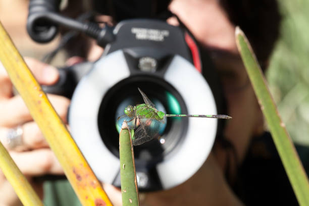 istock Dragonfly been photographed by a macro lens and ring flash 1275698647