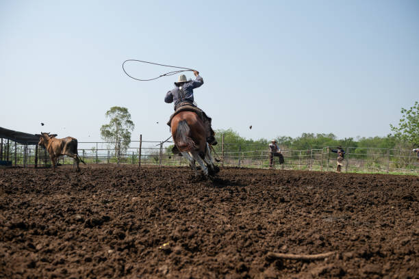 Western cowboys riding horses, roping wild cow. Western cowboys riding horses, roping wild cow. Cowboys riding horses running on a sandy ground. muster station stock pictures, royalty-free photos & images