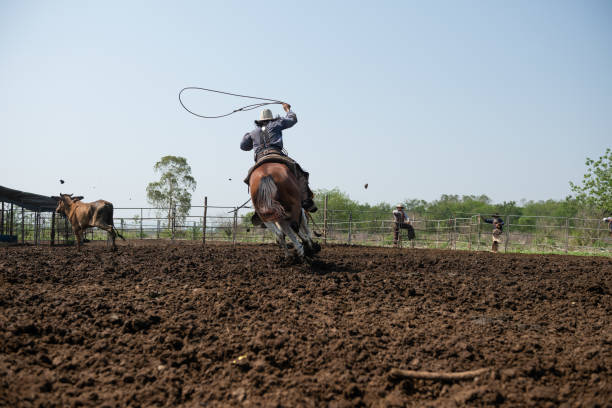 cowboys ocidentais montando cavalos, roping vaca selvagem. - cattle station - fotografias e filmes do acervo