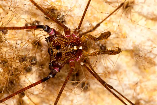 Photo of Harvestmen with offspring