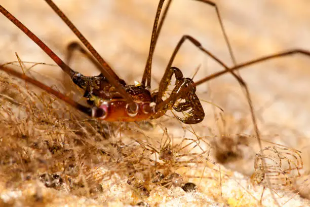 Photo of Harvestmen with offspring