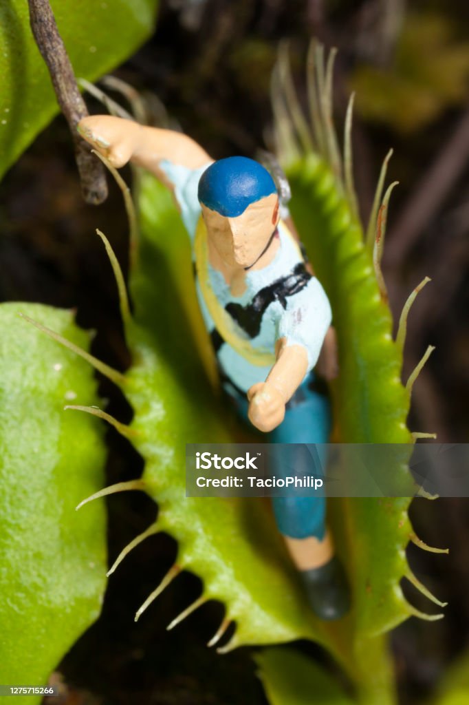 Venus flytrap leaf eating miniature man Action Figure Stock Photo