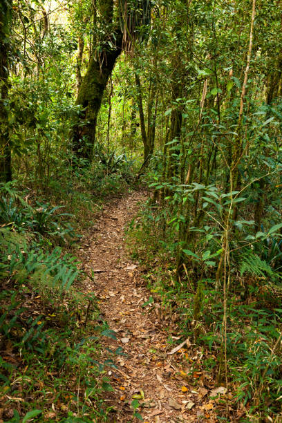 istock Empty rainforest trail in south america Brazil 1275716124