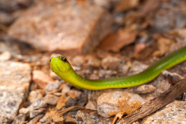 istock Harmless  inoffensive green snake closeup on ground 1275716153