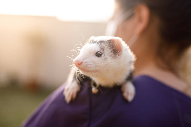 Woman holding a ferret on her shoulder Photo session with child and ferret at garden exotic pets photos stock pictures, royalty-free photos & images