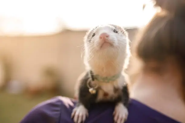 Photo session with child and ferret at garden