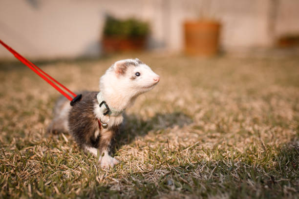 istock Cute ferret on leash walking at grass 1275716312