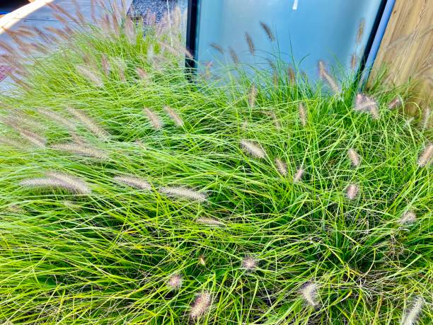 istock Beautiful plants. New Jersey 1275719437