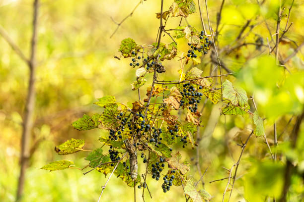 istock The wild wine with grapes in the state park 1275731212