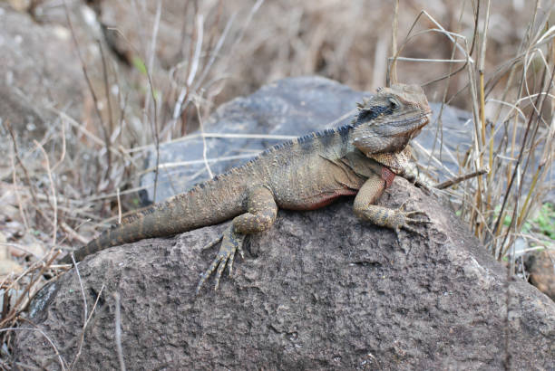 istock Water Monitor Lizard 1275734980