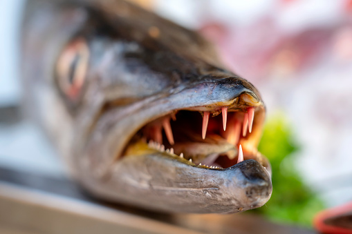 Close up on barracuda teeth. Sea fresh fish barracuda at street food market in Thailand. Seafood concept. Raw barracuda for cooking