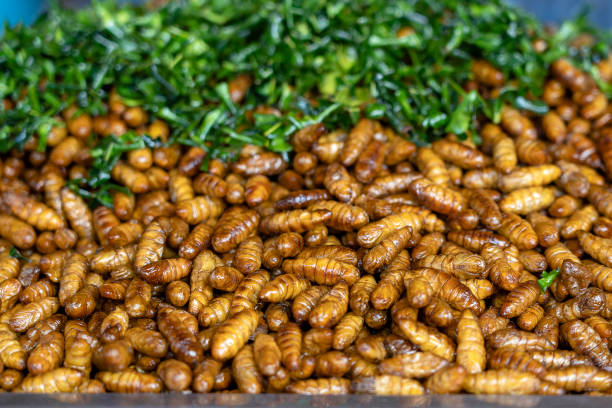 Fried silk worms delicious in street food in Thailand. Close up Fried silk worms delicious in street food in Thailand. They are deep fried until reaching a complete state of crispness, heavily salted, and eaten as a protein enriched snack. fried insects for snack thai food at market stock pictures, royalty-free photos & images