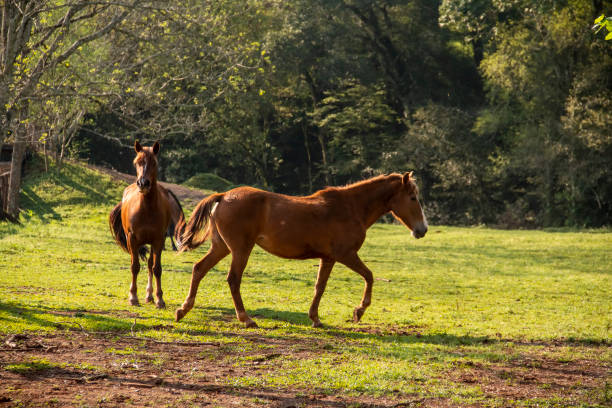 istock Horses in a green pasture. 1275739768