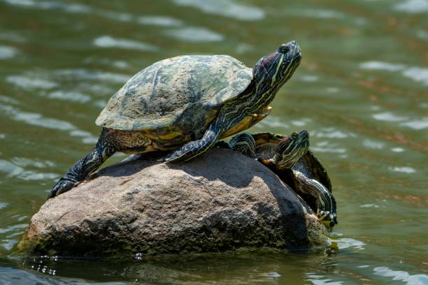 istock Tortoise - two water tortoise on above stone 1275744945