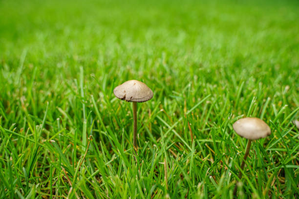 Mushrooms on the lawn grass stock photo