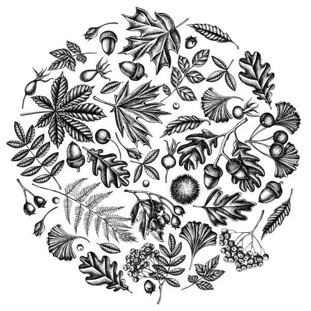 Vector illustration of Round design with black and white fern, dog rose, rowan, ginkgo, maple, oak, horse chestnut, chestnut, hawthorn