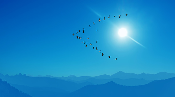 Birds over bright blue sky Autumn Concept Panoramic image