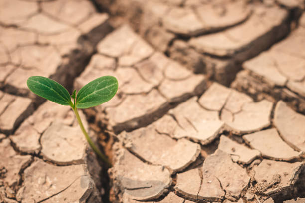istock Growth of trees in drought crisis, Living with tree drought. 1275753550