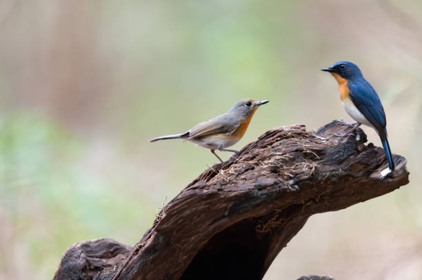 istock Pair of beautiful birds 1275753584