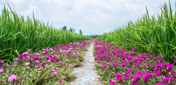 Portulaca grandiflora flowers bloom along the trail leading to the farmer's house Portulaca grandiflora flowers bloom along the trail leading to the farmer's house with two beautiful and peaceful young rice fields single lane road footpath dirt road panoramic stock pictures, royalty-free photos & images