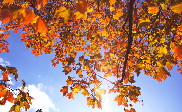 istock Autumn Foliage and Blue Skies 1275756152