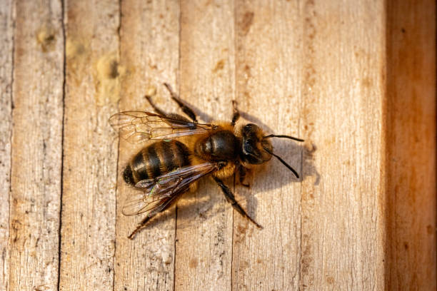 istock silk bee sitting on wooden insect hotel at sunset 1275759687