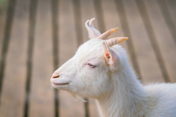 Goats eating at the ranch