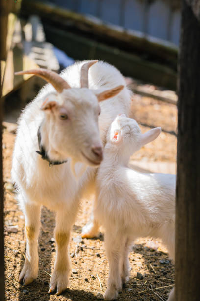 istock Goats eating at the ranch 1275760851