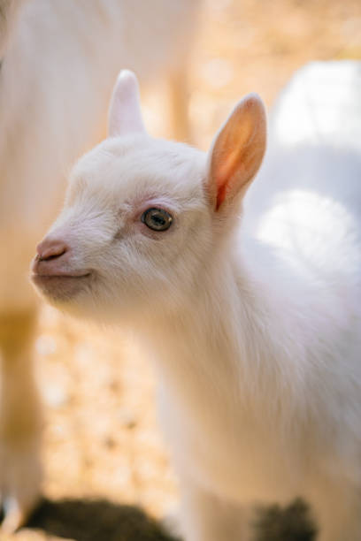 capre che mangiano al ranch - kid goat goat milk young animal foto e immagini stock