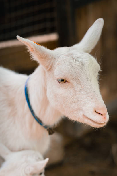 istock Goats eating at the ranch 1275761661