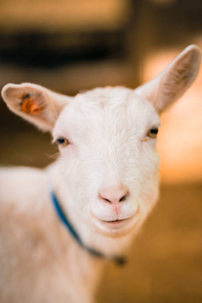 istock Goats eating at the ranch 1275761683