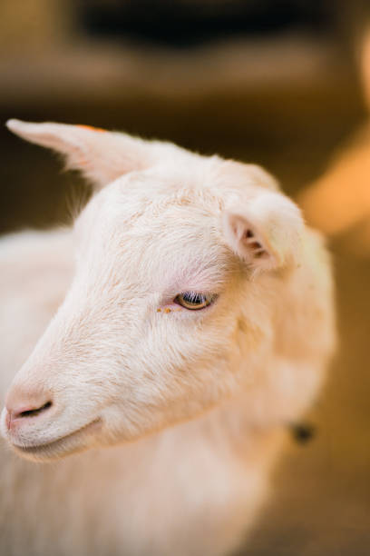 istock Goats eating at the ranch 1275761694