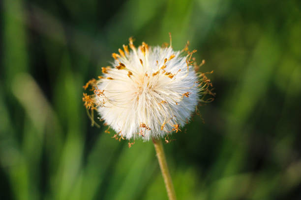 white fluffy dandelion on a background of green grass.
