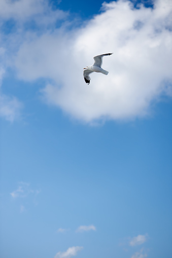 Two white seagulls flying in the blue sunny sky over the sea. Soaring gull. Bird in flight. Selective focus.