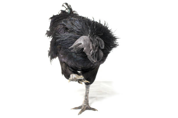 istock Black Rooster Ayam Cemani Chicken isolated on white background. 1275764978