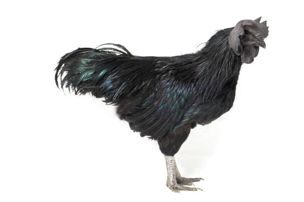 istock Black Rooster Ayam Cemani Chicken isolated on white background. 1275765085