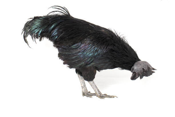 istock Black Rooster Ayam Cemani Chicken isolated on white background. 1275765098