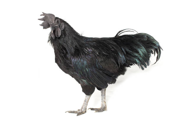 istock Black Rooster Ayam Cemani Chicken isolated on white background. 1275765166