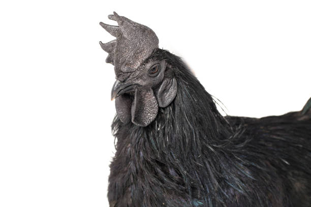 Black Rooster Ayam Cemani Chicken isolated on white background.
