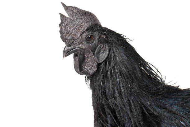 istock Black Rooster Ayam Cemani Chicken isolated on white background. 1275765203