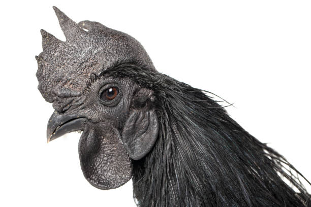 istock Black Rooster Ayam Cemani Chicken isolated on white background. 1275765242