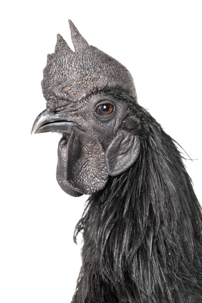 istock Black Rooster Ayam Cemani Chicken isolated on white background. 1275765259