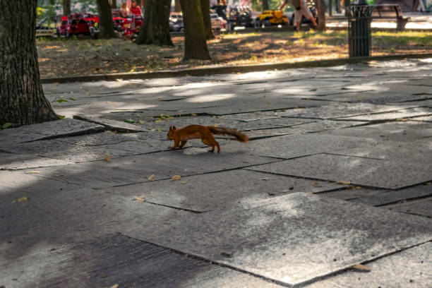 istock Red squirrel jumps along a footpath in Shevchenko Park in Dnipro (Ukraine) 1275766042