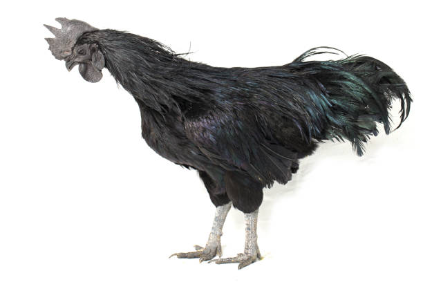 istock Black Rooster Ayam Cemani Chicken isolated on white background. 1275766061