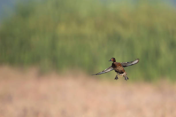 istock Ferruginous duck landing in wetland 1275766295