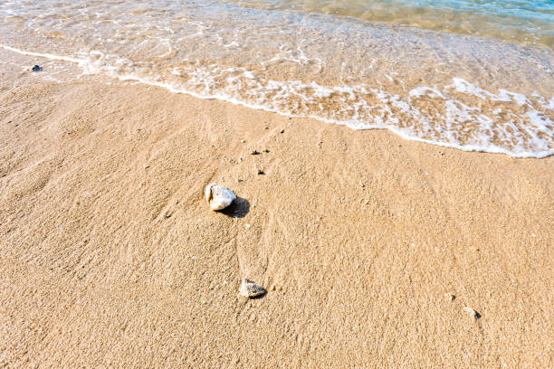 istock dead coral on white sand by the beach 1275770370
